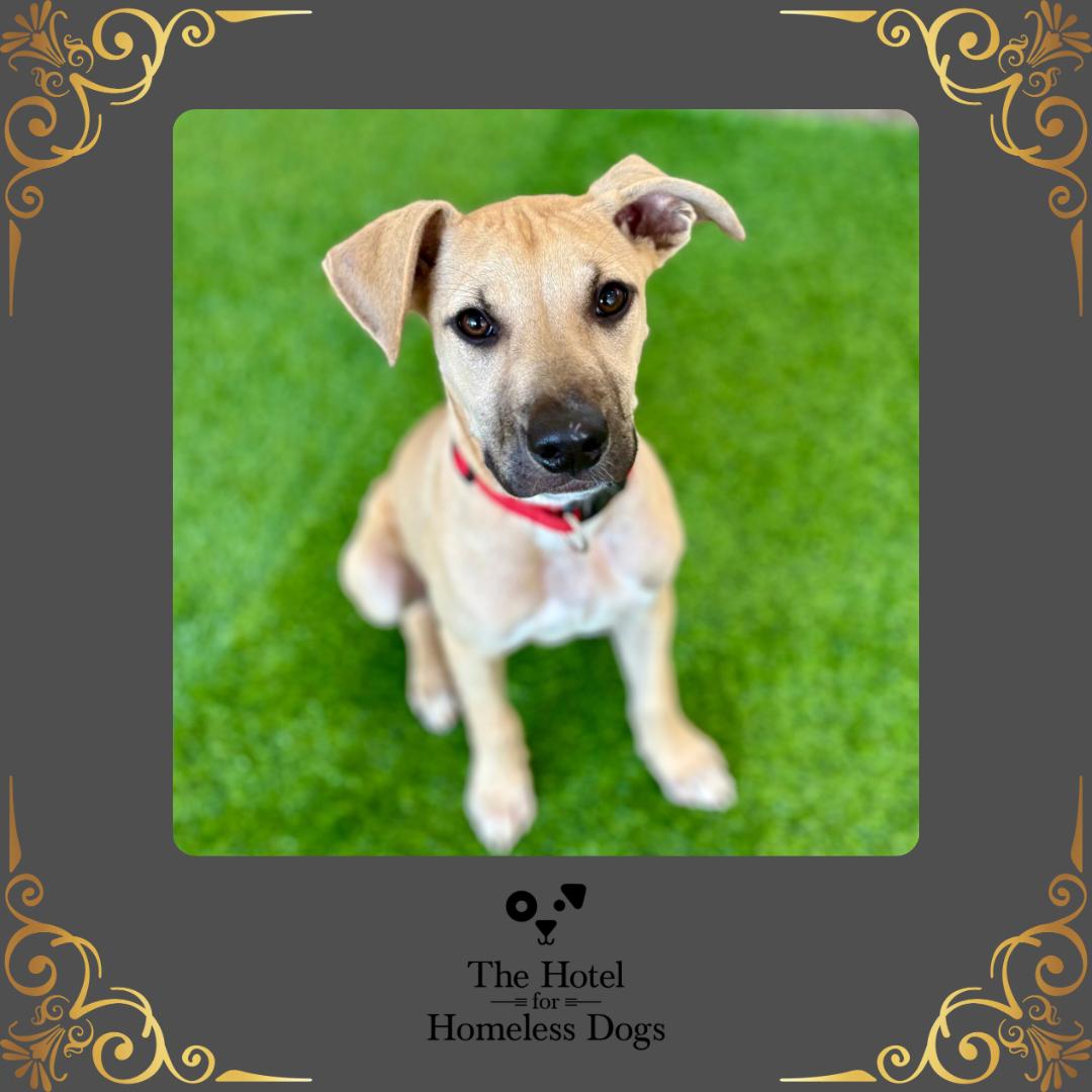 Bella, adoptable, Puppy Female Hound & Terrier.