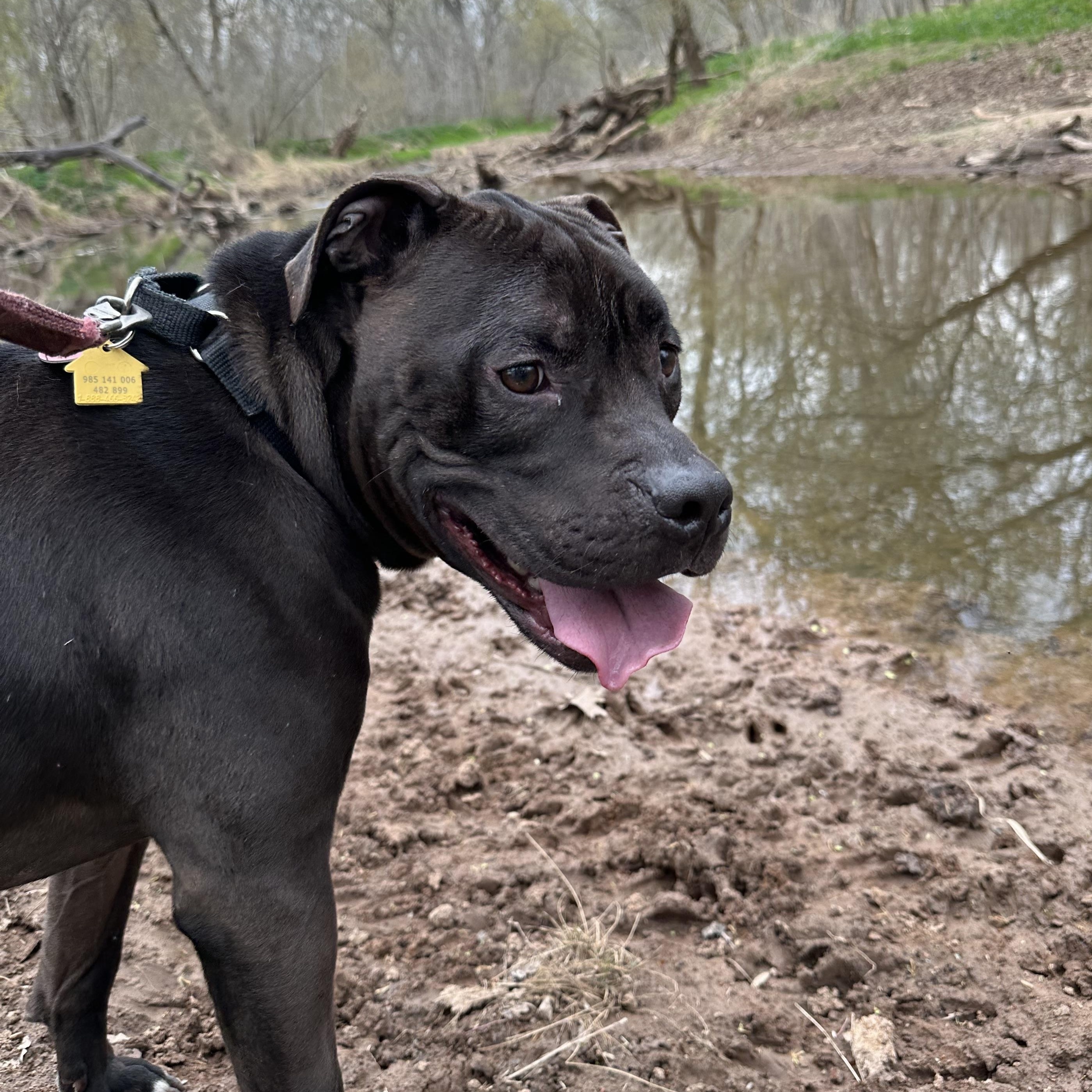 Doc, Adult Male Pit Bull Terrier