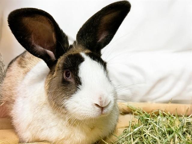 MAGIC, Adoptable, Adult Male Bunny Rabbit.