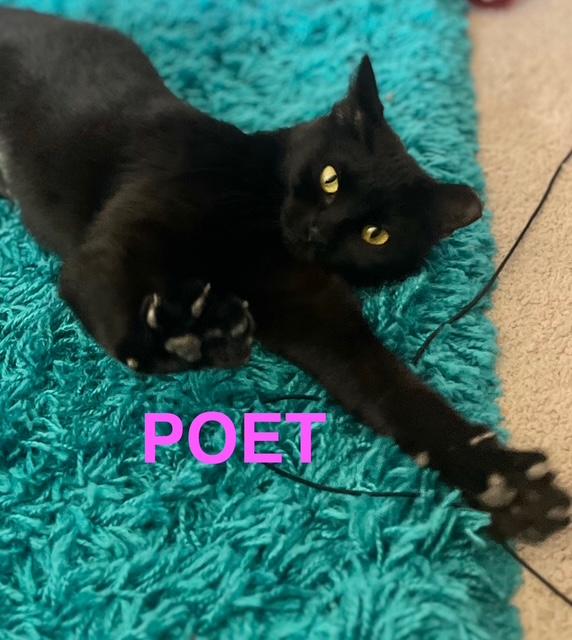 Poet, Adoptable, Adult Female American Shorthair.
