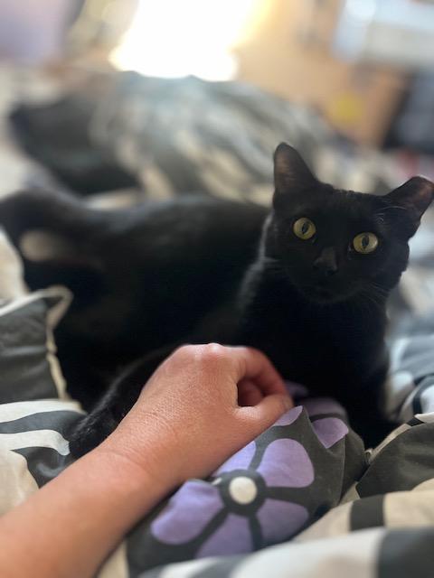 Poet, an adoptable American Shorthair in Mount Pleasant, SC, 29466 | Photo Image 4