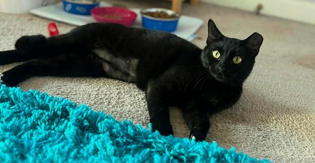 Poet, a Adoptable American Shorthair in Mount Pleasant, SC image 2/6