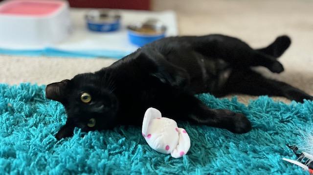 Poet, a Adoptable American Shorthair in Mount Pleasant, SC image 5/6