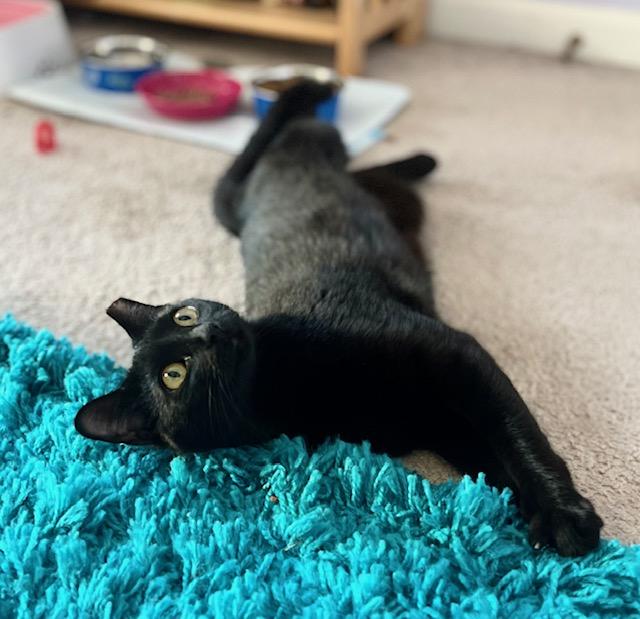 Poet, a Adoptable American Shorthair in Mount Pleasant, SC image 6/6