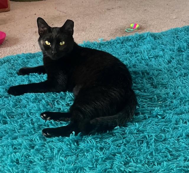 Poet, an adoptable American Shorthair in Mount Pleasant, SC, 29466 | Photo Image 3