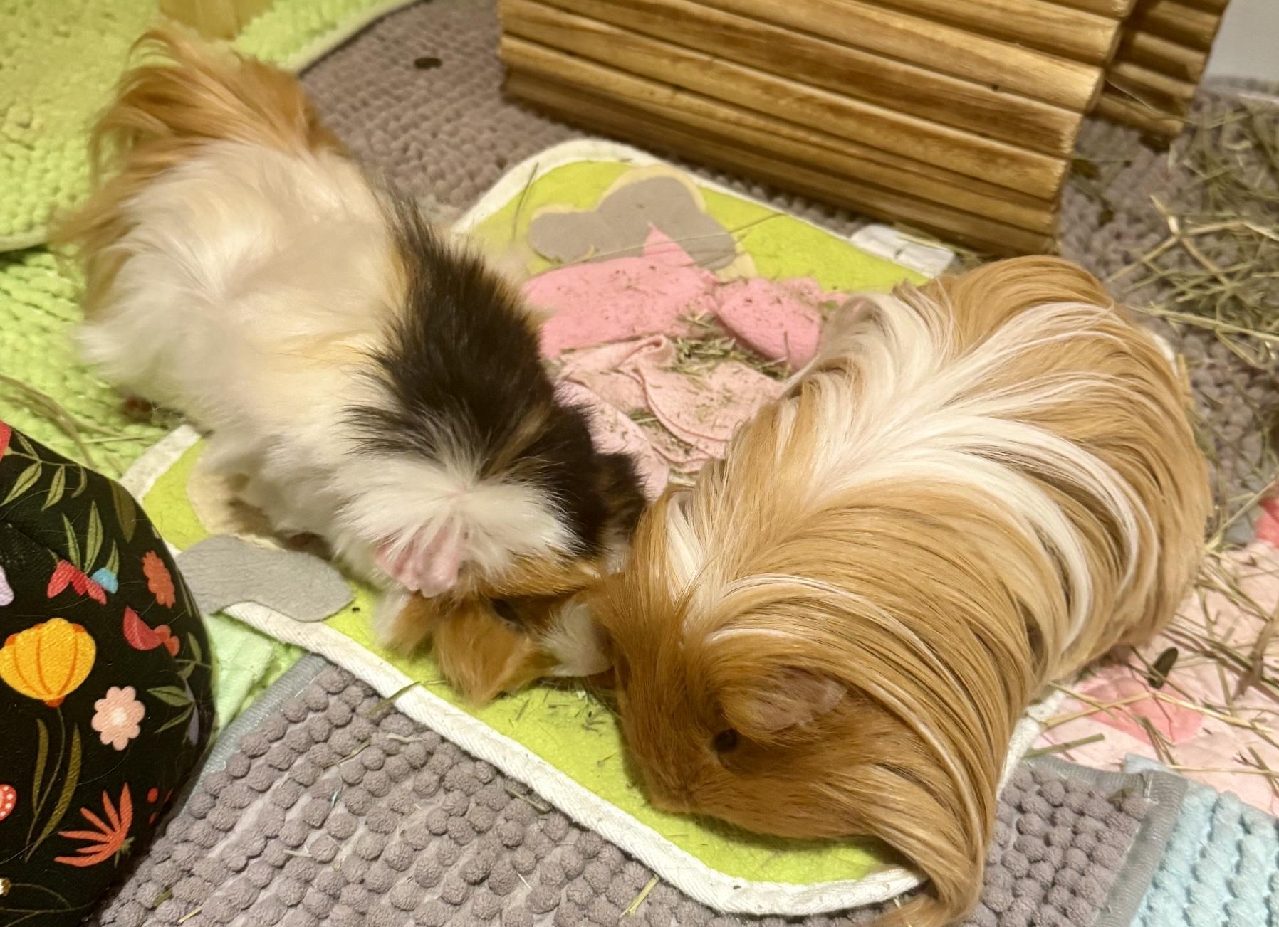Butters & Popcorn, an adopted Peruvian in Andover, CT image 5/6