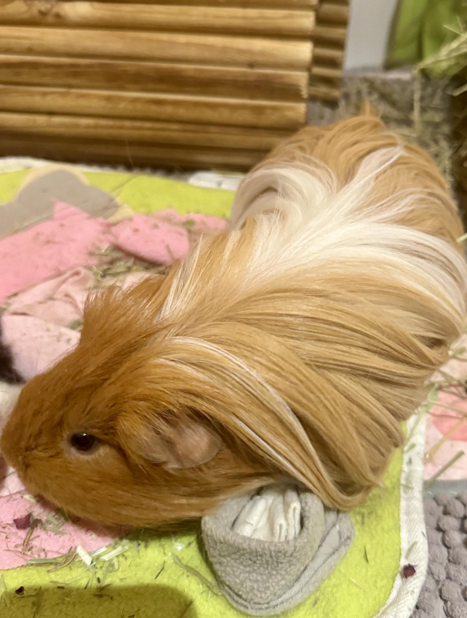 Butters & Popcorn, an adopted Peruvian in Andover, CT image 6/6