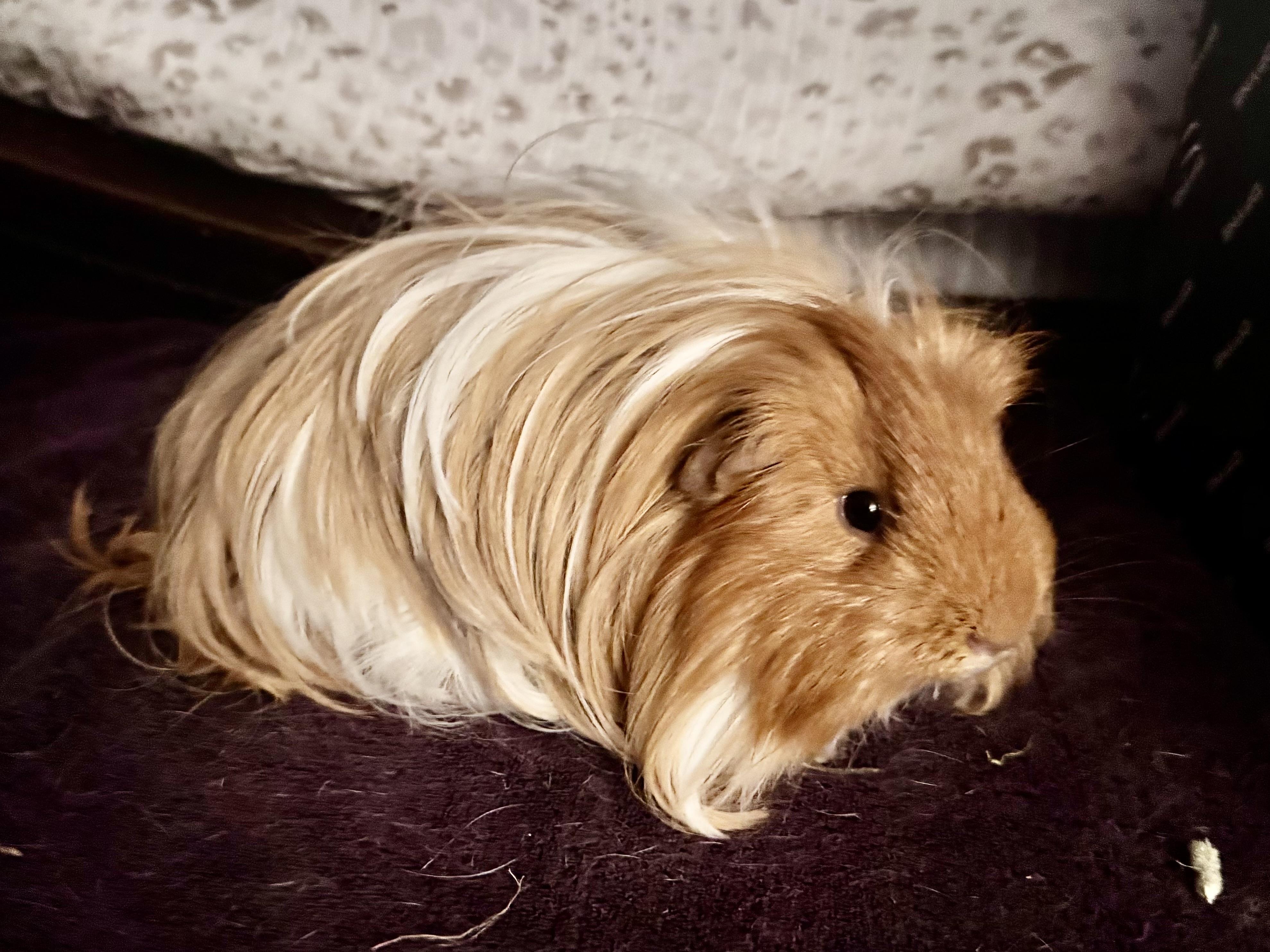 Butters & Popcorn, an adopted Peruvian in Andover, CT image 3/6
