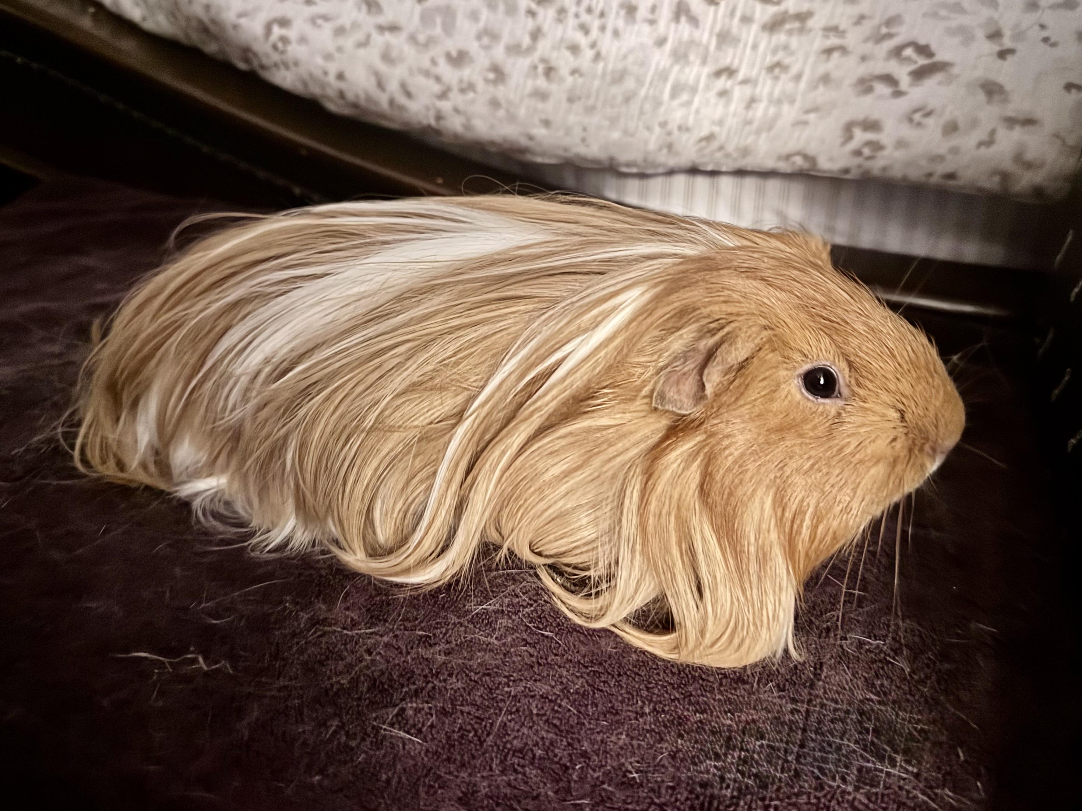 Butters & Popcorn, an adopted Peruvian in Andover, CT image 4/6