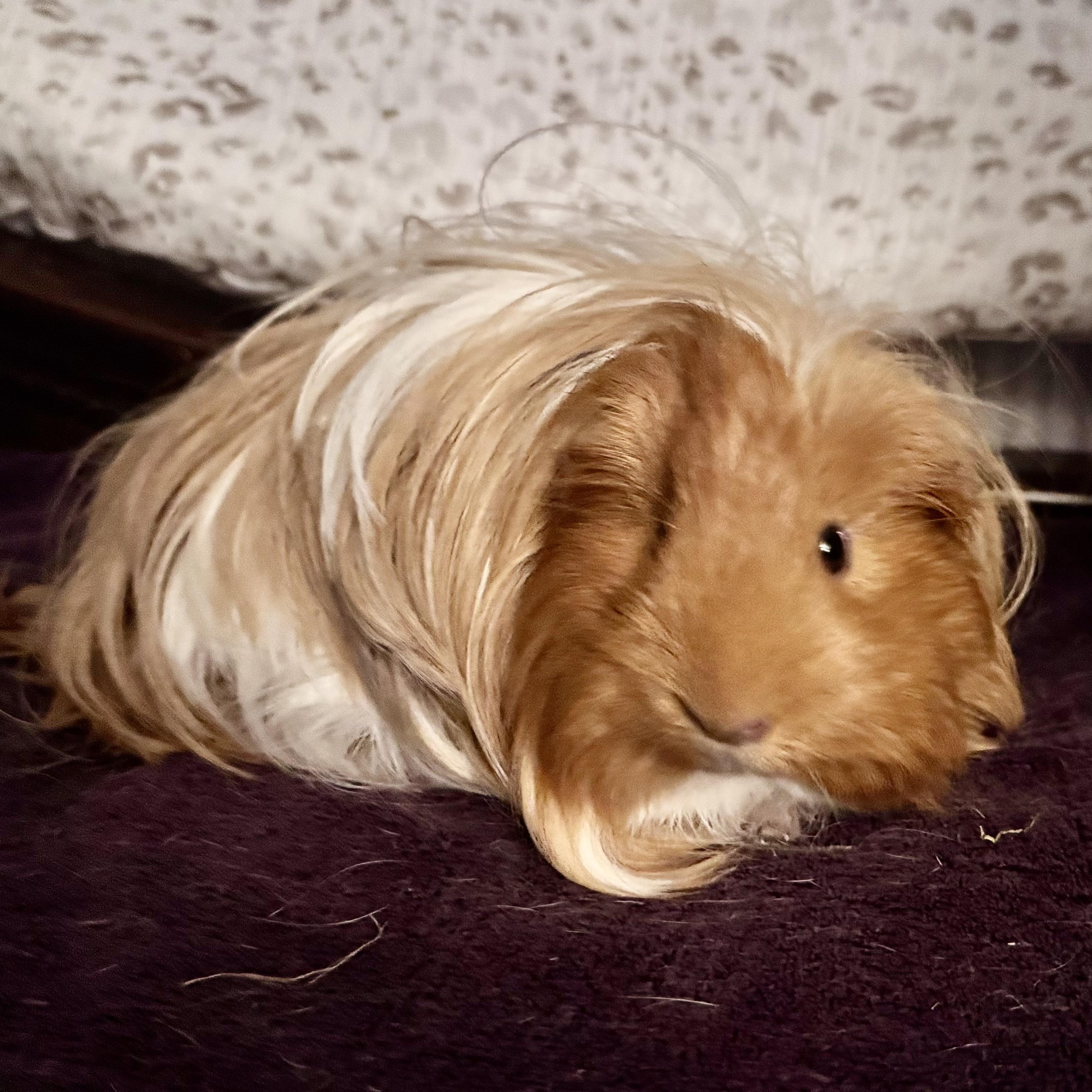 Butters & Popcorn, an adopted Peruvian in Andover, CT image 1/6