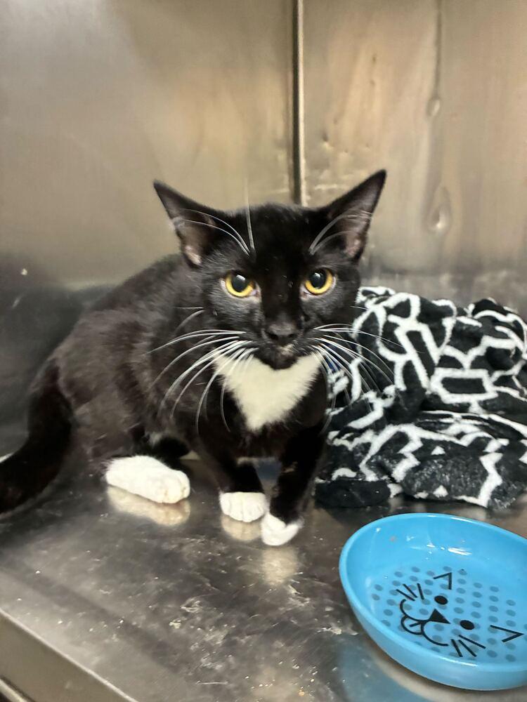 Mr Clean, Adoptable, Young Male Domestic Short Hair.