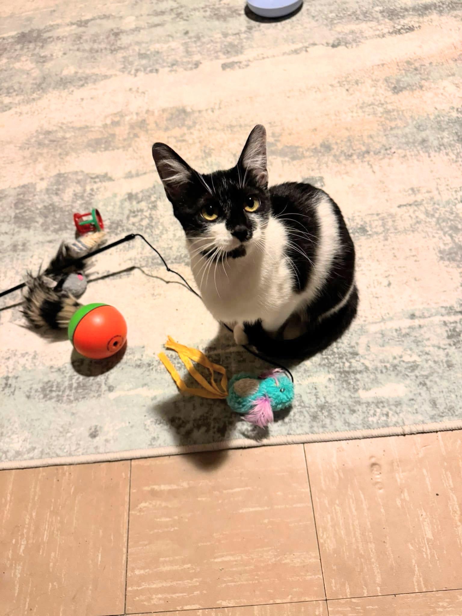 Moo, ADOPTABLE, Young Female Domestic Short Hair.