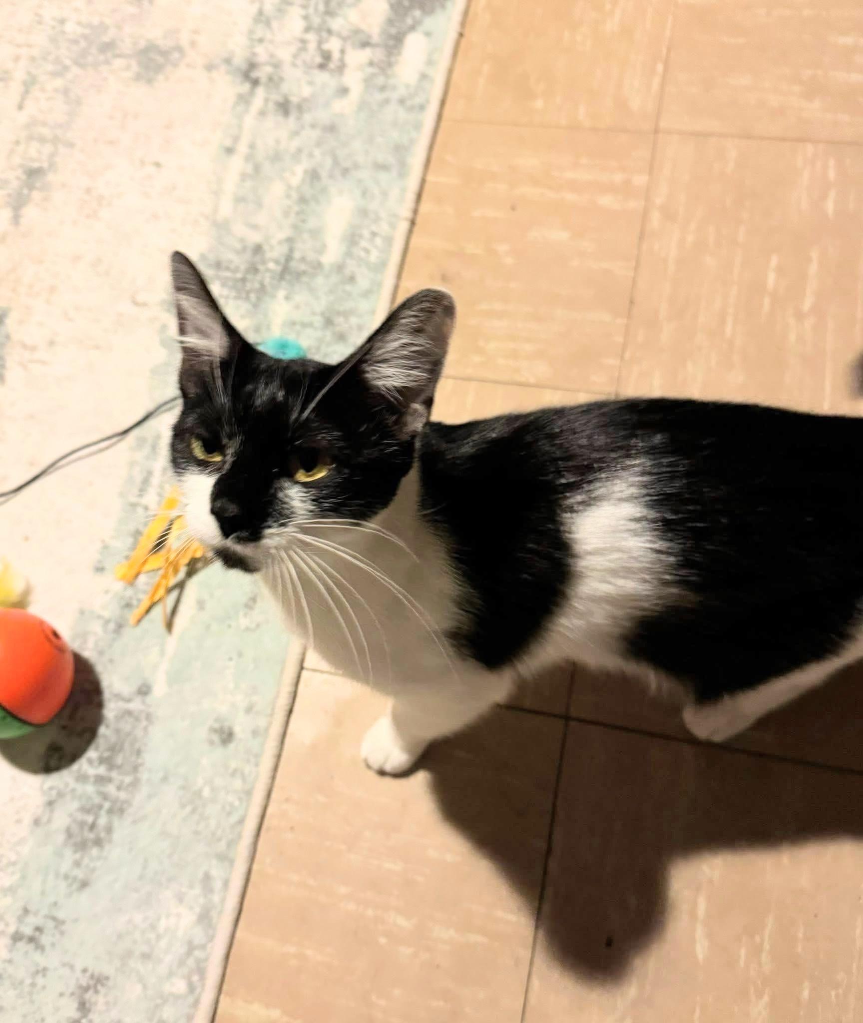 Enlarge Moo, a ADOPTABLE Domestic Short Hair in Enfield, CT image 2/6