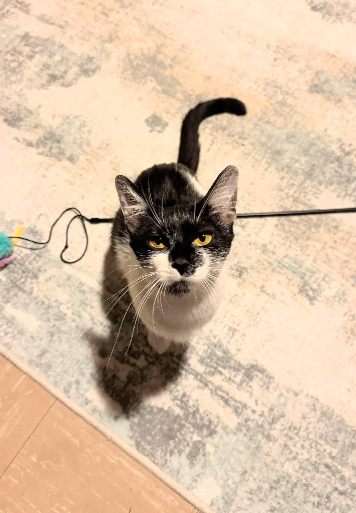 Enlarge Moo, a ADOPTABLE Domestic Short Hair in Enfield, CT image 3/6