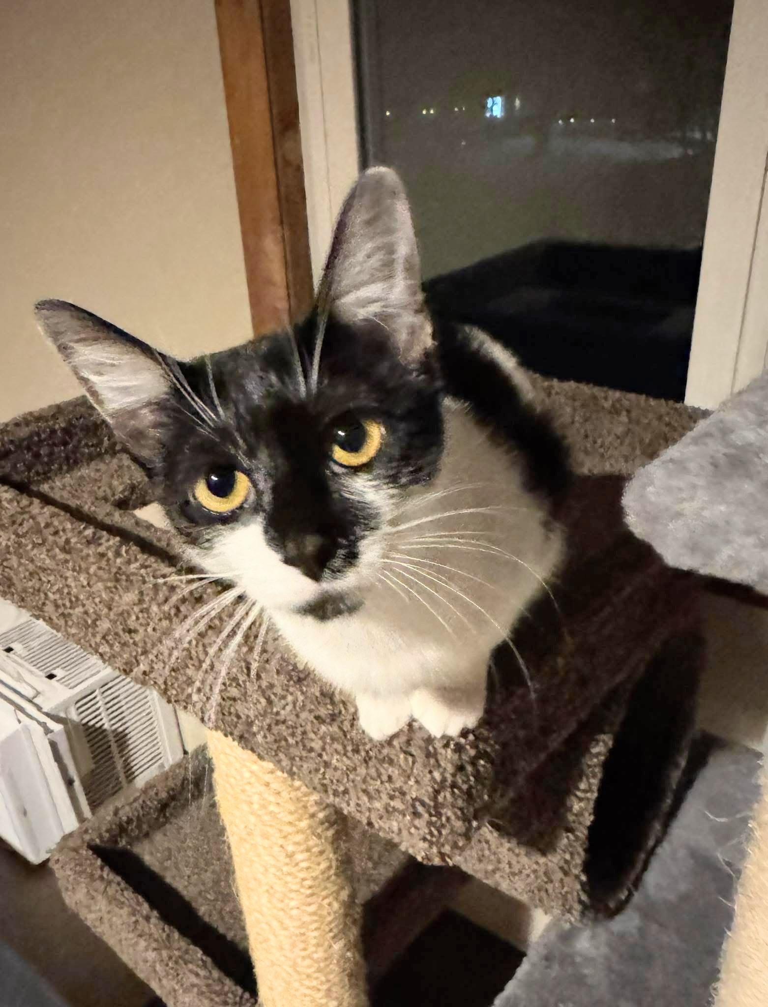 Enlarge Moo, a ADOPTABLE Domestic Short Hair in Enfield, CT image 4/6