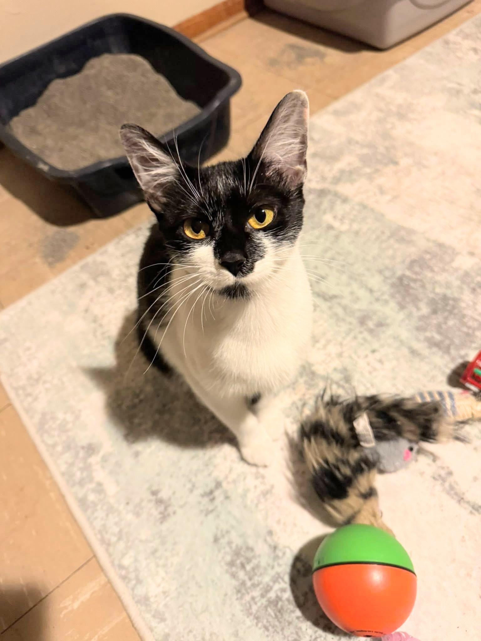 Enlarge Moo, a ADOPTABLE Domestic Short Hair in Enfield, CT image 5/6