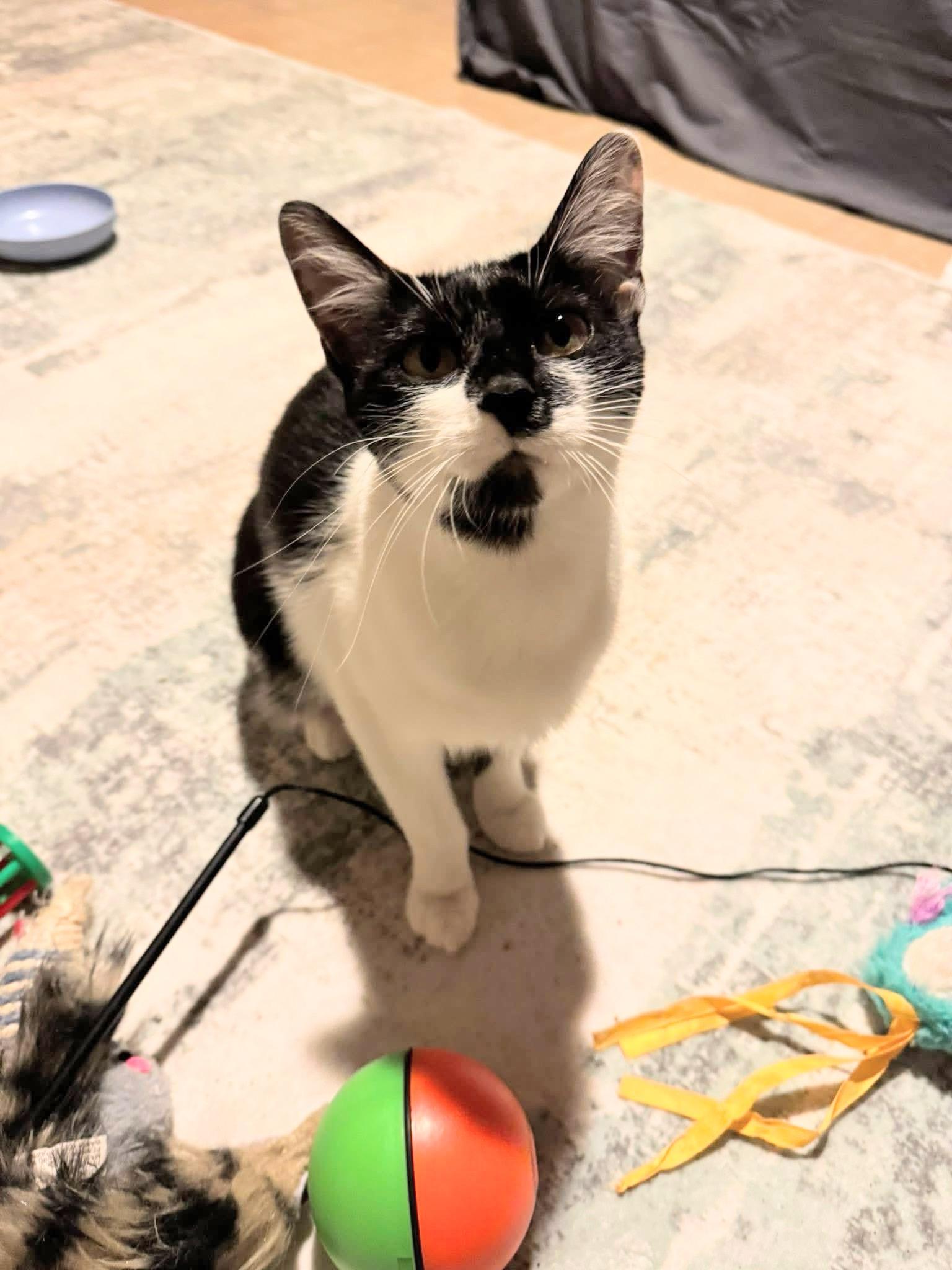 Enlarge Moo, a ADOPTABLE Domestic Short Hair in Enfield, CT image 6/6