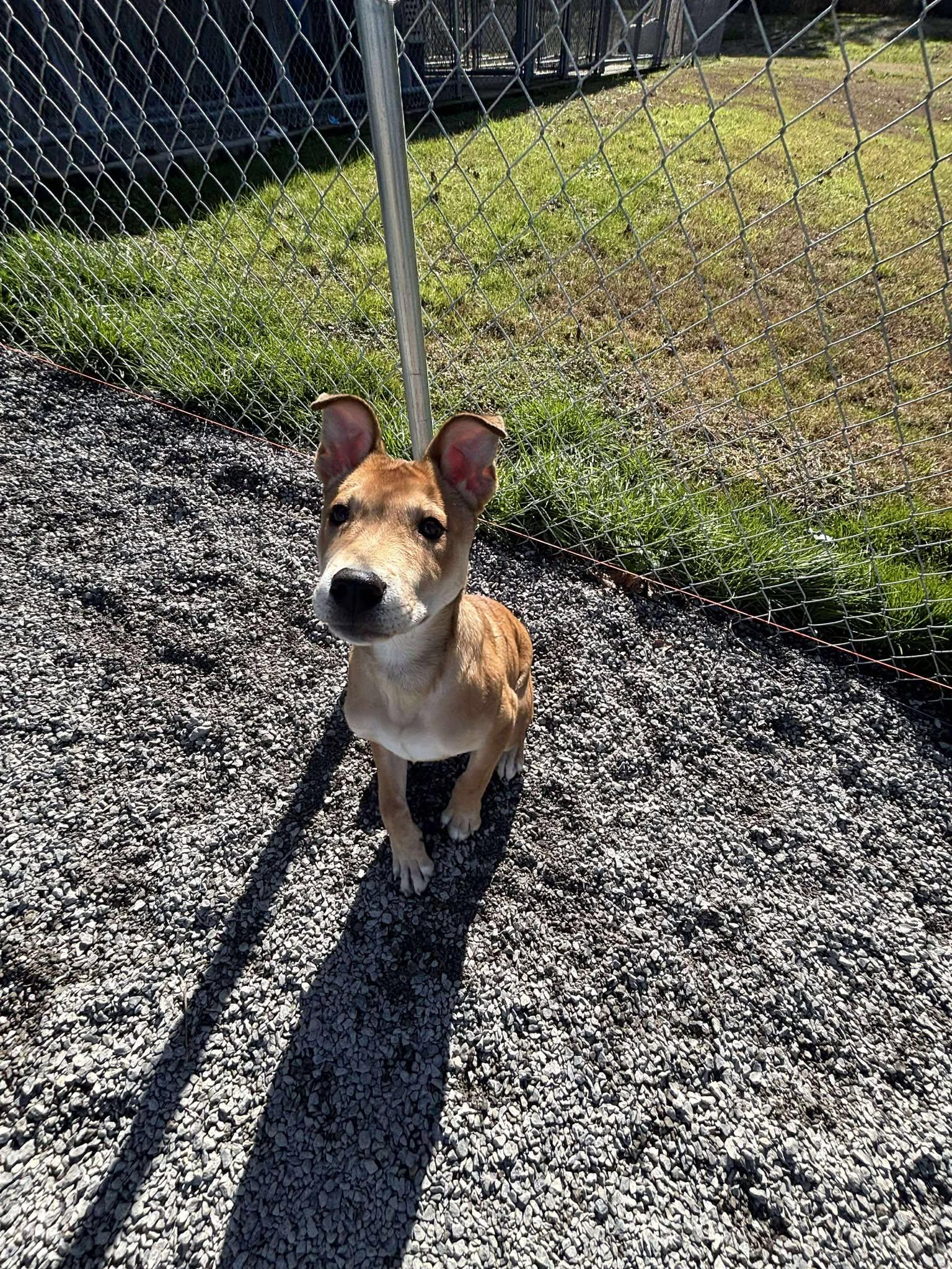Enlarge Joey, an adoptable mixed breed in Fort Payne, AL image 1/2