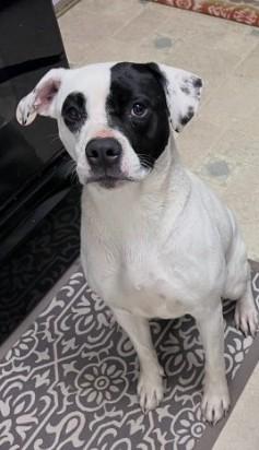 DJ, Adoptable, Adult Female Boxer.
