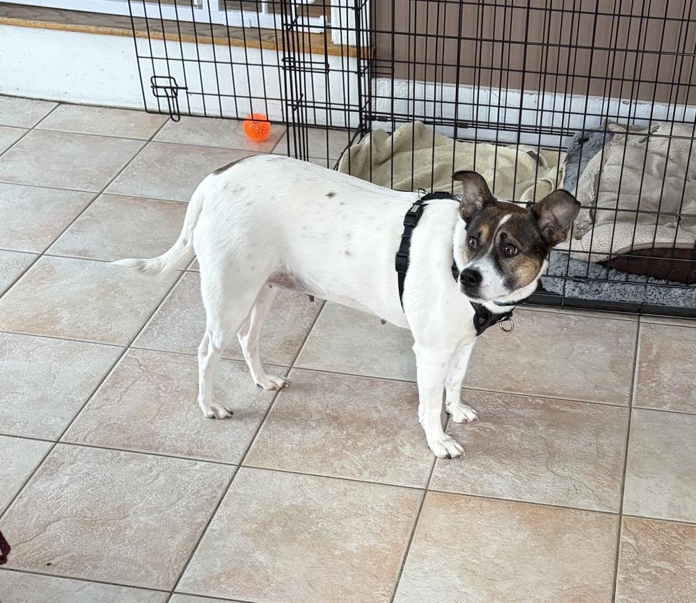 Kangaroo, Adoptable, Adult Female Jack Russell Terrier.