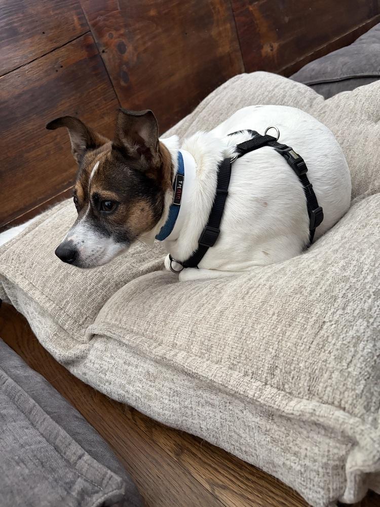 Kangaroo, a Adoptable mixed breed in Middletown, CT image 2/6