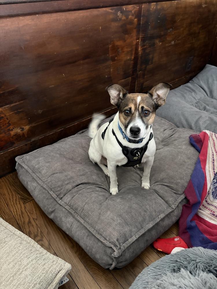 Kangaroo, a Adoptable mixed breed in Middletown, CT image 3/6