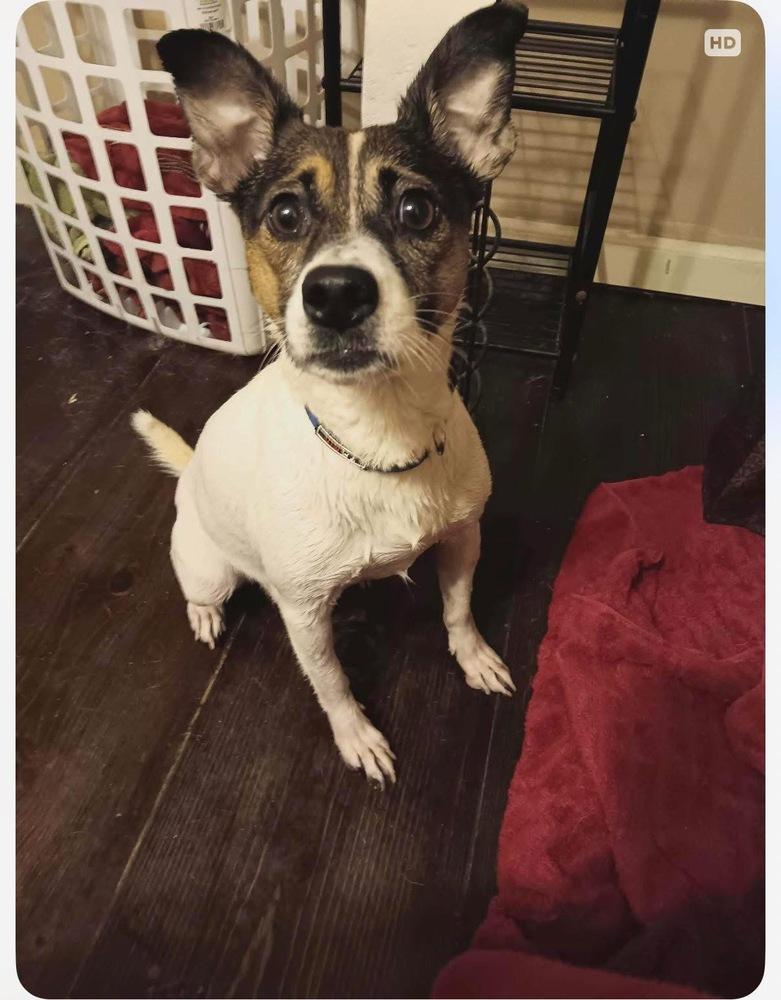 Kangaroo, a Adoptable mixed breed in Middletown, CT image 4/6