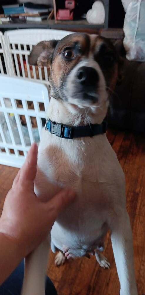 Kangaroo, a Adoptable mixed breed in Middletown, CT image 5/6