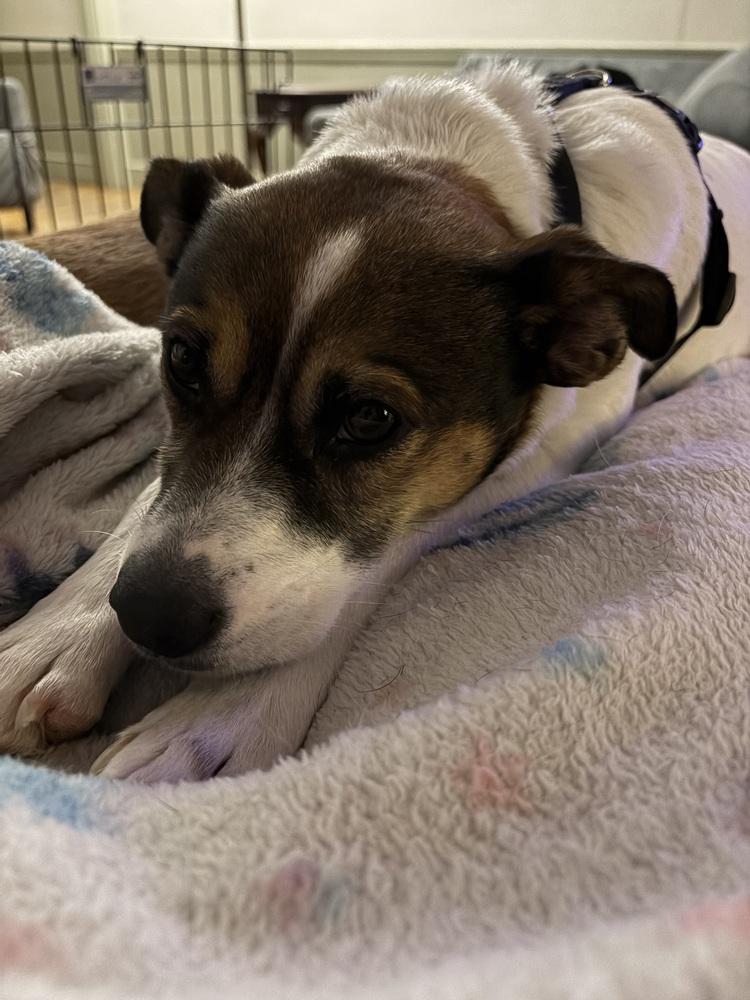 Kangaroo, a Adoptable mixed breed in Middletown, CT image 6/6