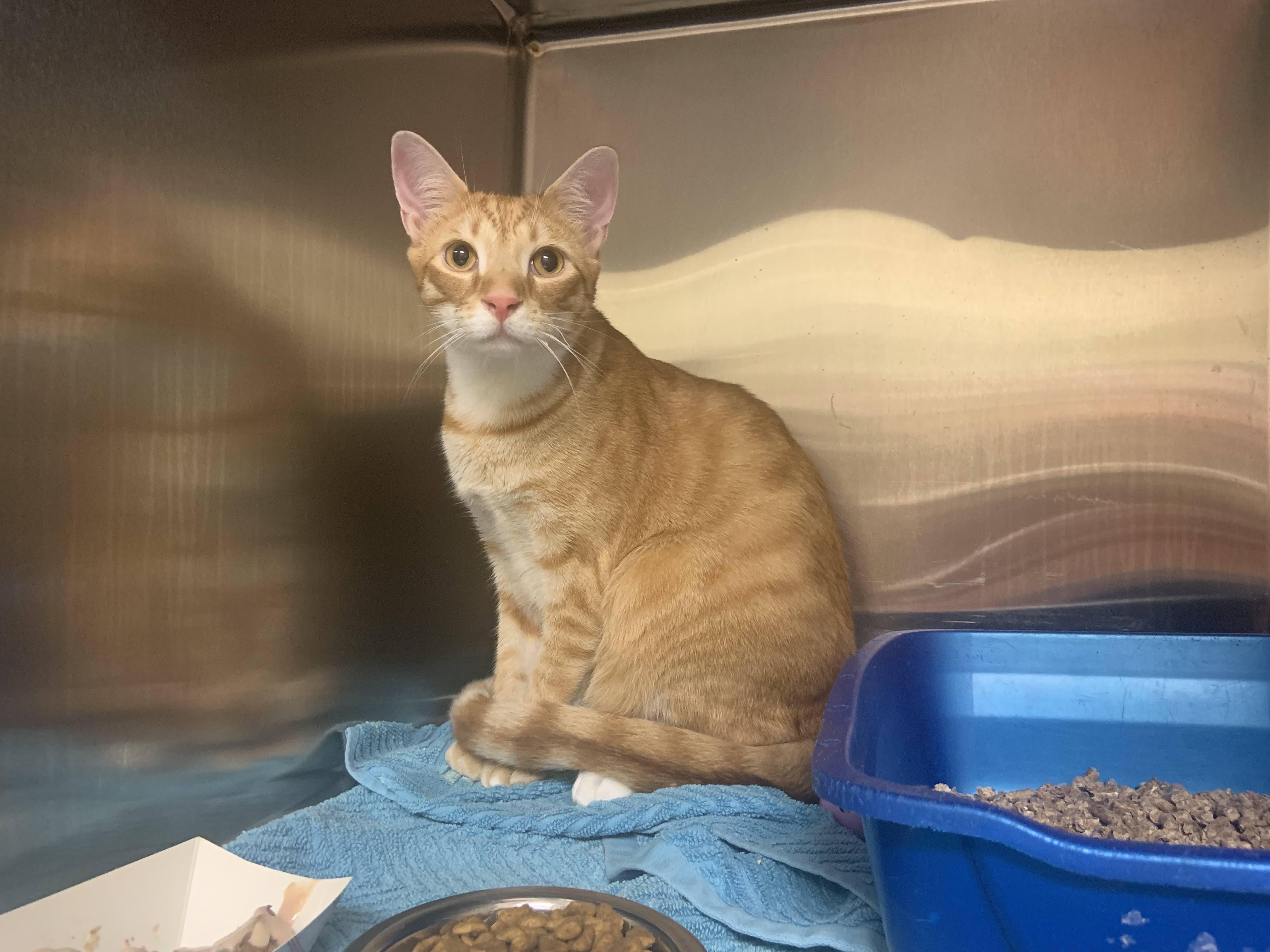 Enlarge Luffy, an adopted Domestic Short Hair in Cambridge, MA image 1/1