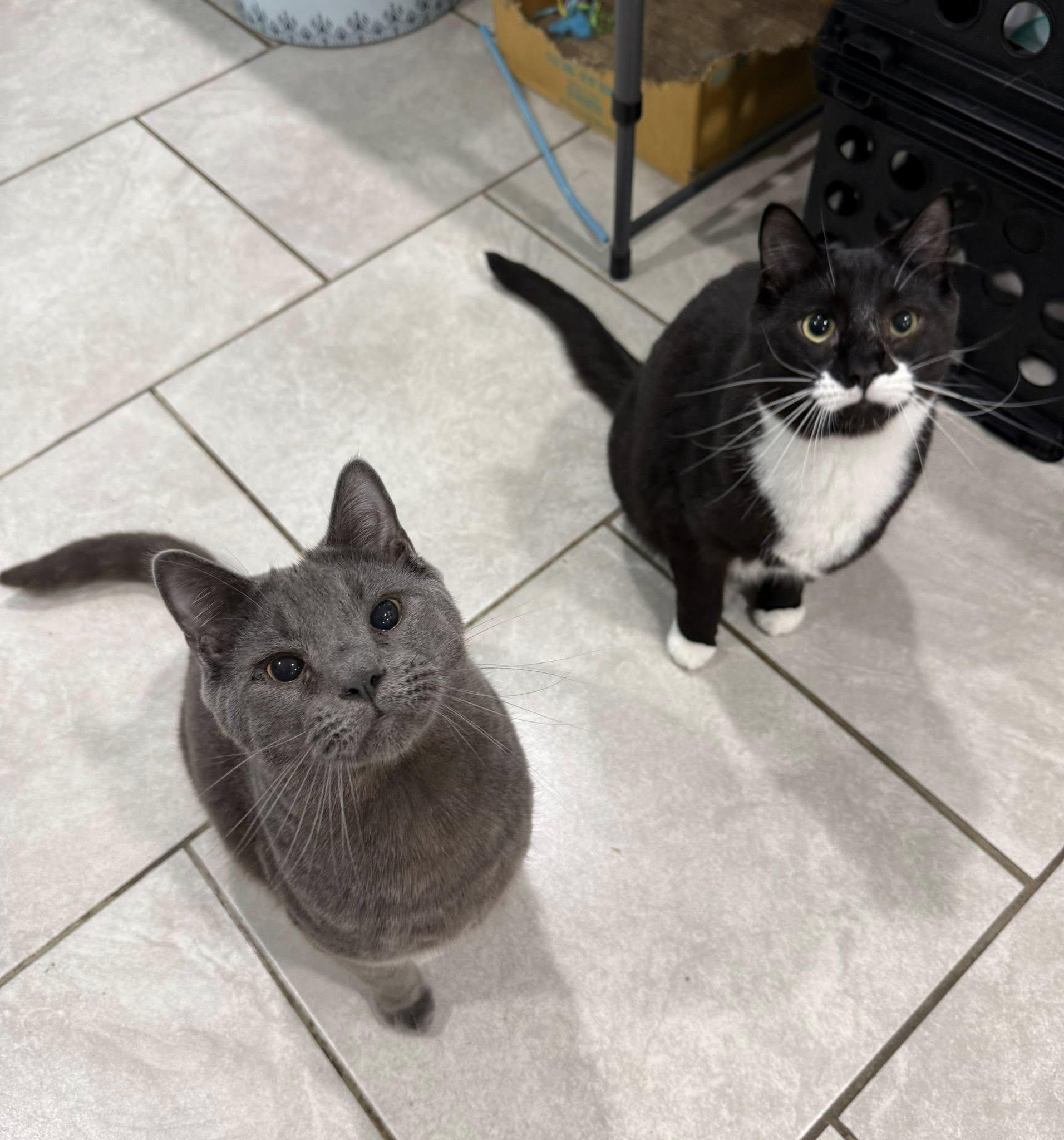 Enlarge Nico & Niles- BONDED PAIR, an adoptable Domestic Short Hair in Woodstock, CT image 1/2