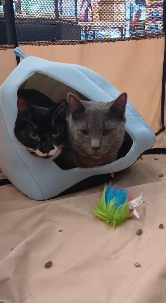 Nico & Niles- BONDED PAIR, adoptable, Adult Male Domestic Short Hair.