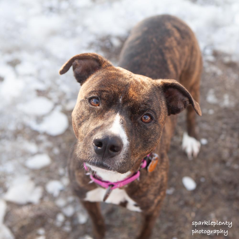 Enlarge Cora, an adoptable Mixed Breed in Ridgefield, CT image 1/4