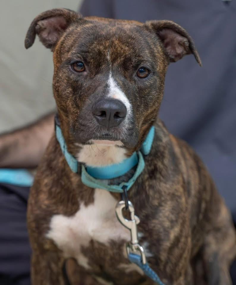 Enlarge Cora, an adoptable Mixed Breed in Ridgefield, CT image 2/4