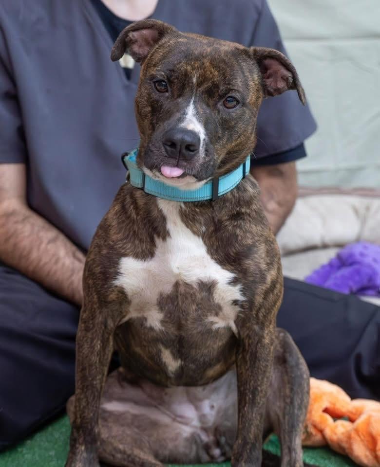 Enlarge Cora, an adoptable Mixed Breed in Ridgefield, CT image 4/4