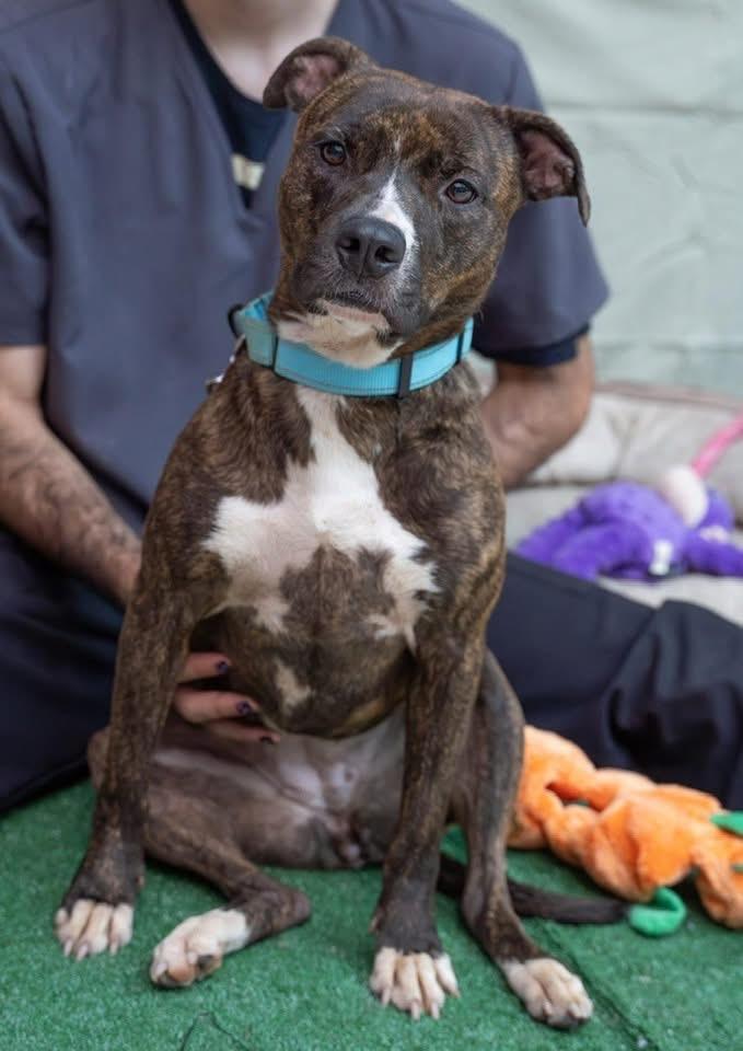 Enlarge Cora, an adoptable Mixed Breed in Ridgefield, CT image 3/4