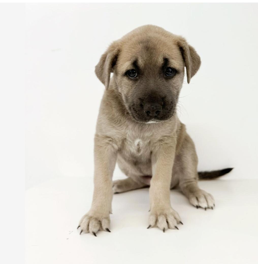 Meet Phoebe Shes an 8-week-old 11-pound mixed breed puppy with a confident sp