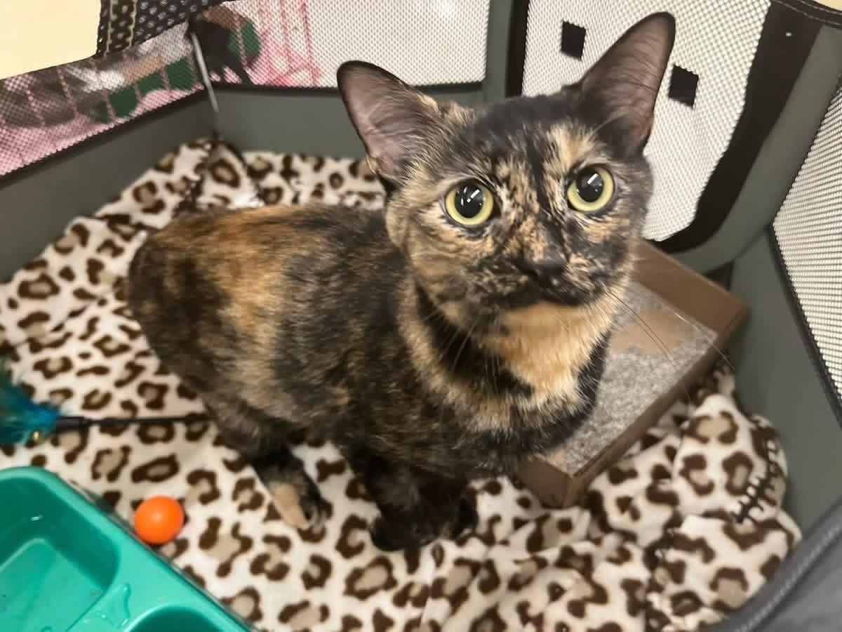 Tortellini, Adopted, Young Female Domestic Short Hair.