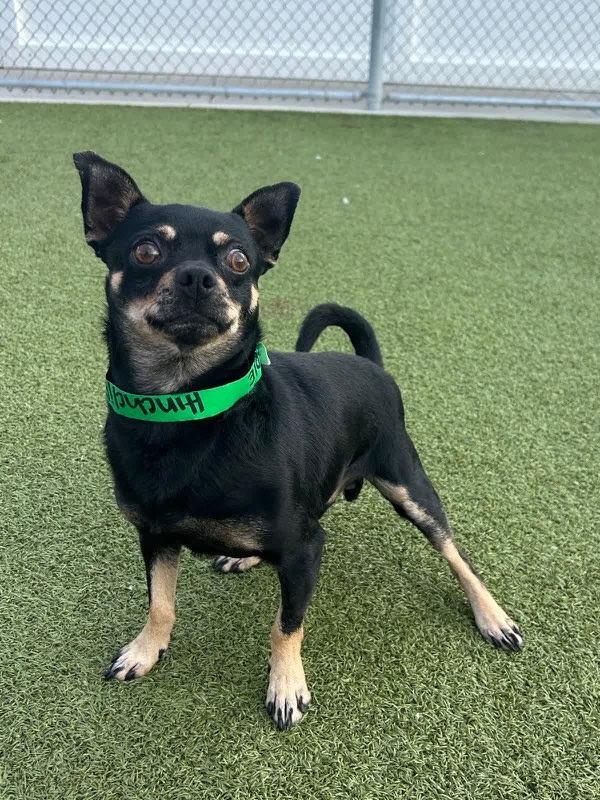 Odie, ADOPTABLE, Young Male Chihuahua.