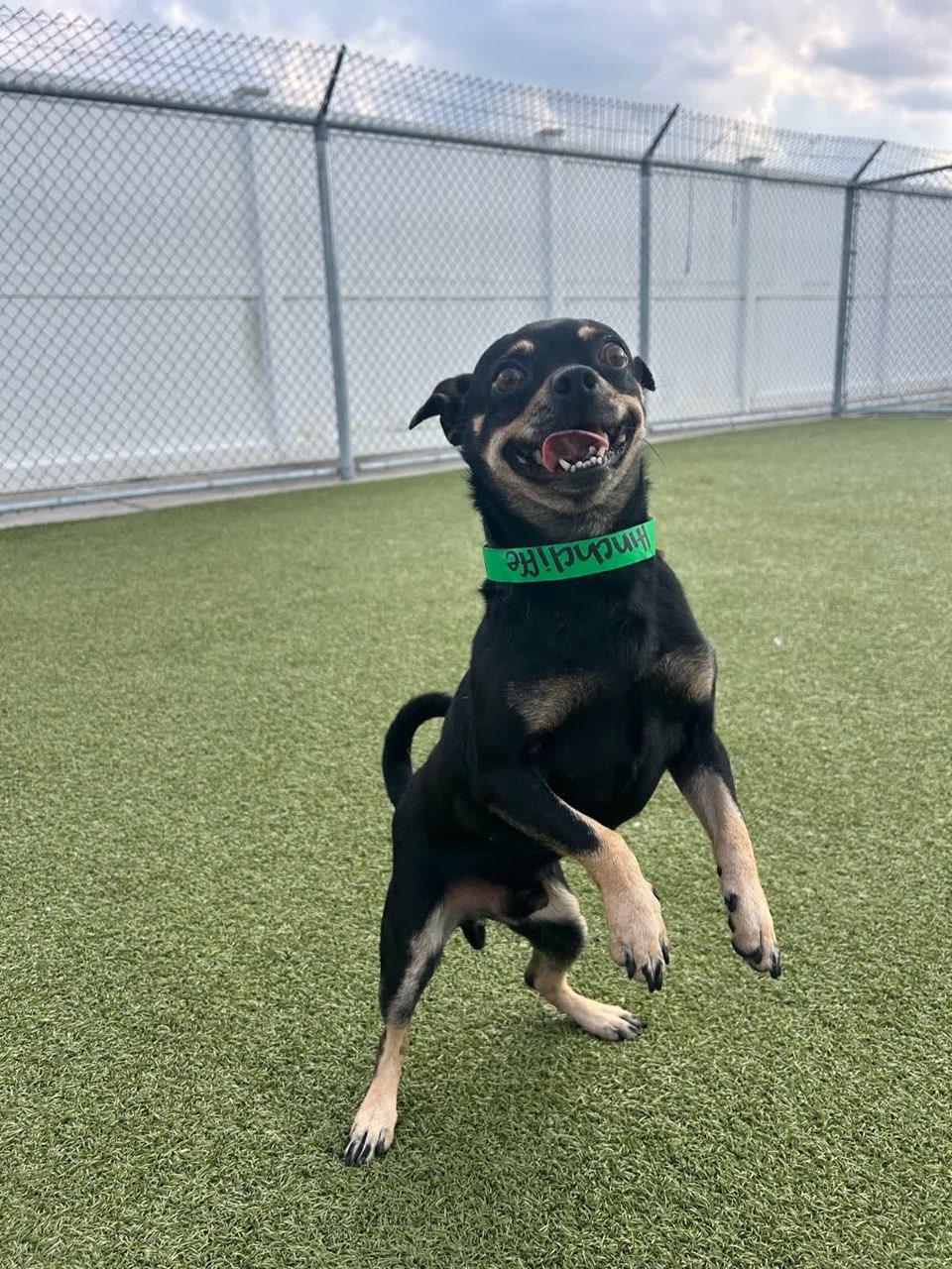 Enlarge Odie, a ADOPTABLE mixed breed in New Albany, OH image 2/2
