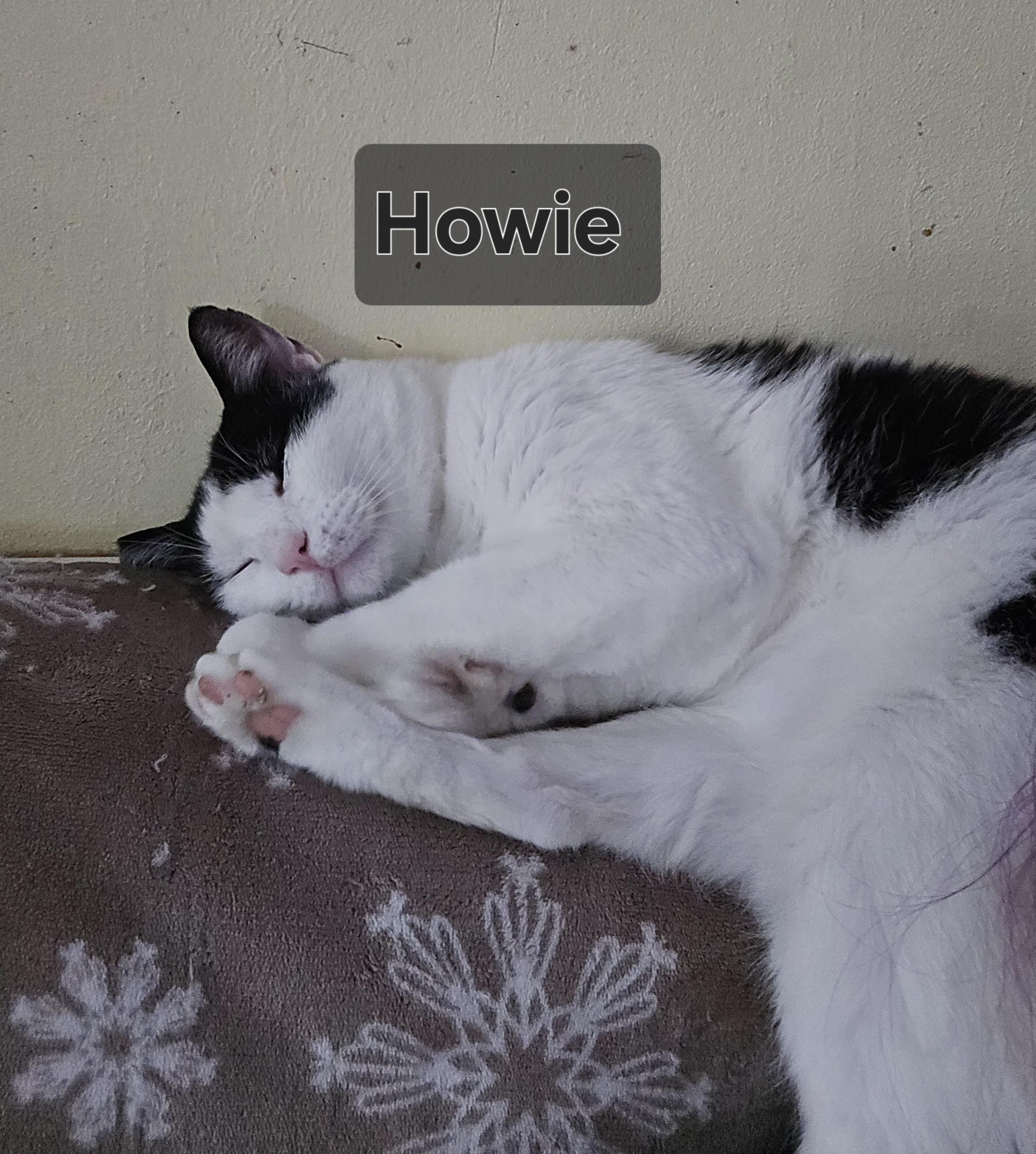 Howie, Young Male Domestic Medium Hair