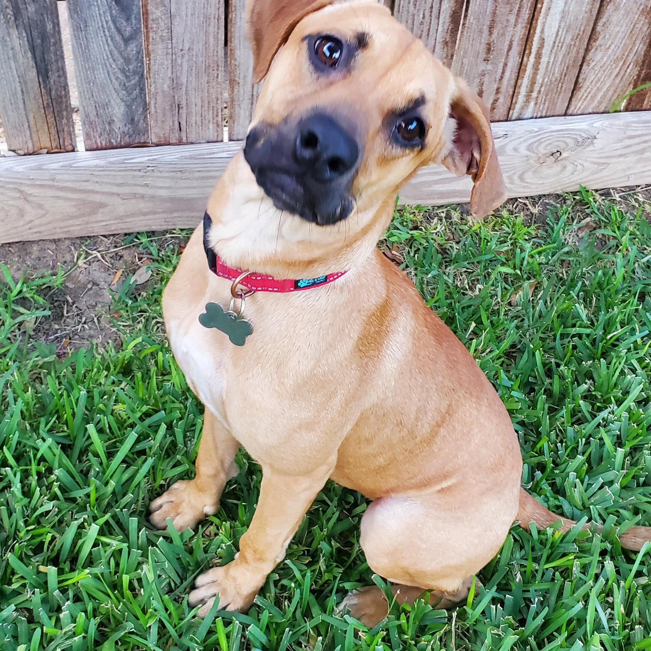 Enlarge Lilly, a Adoptable mixed breed in Plano, TX image 3/5