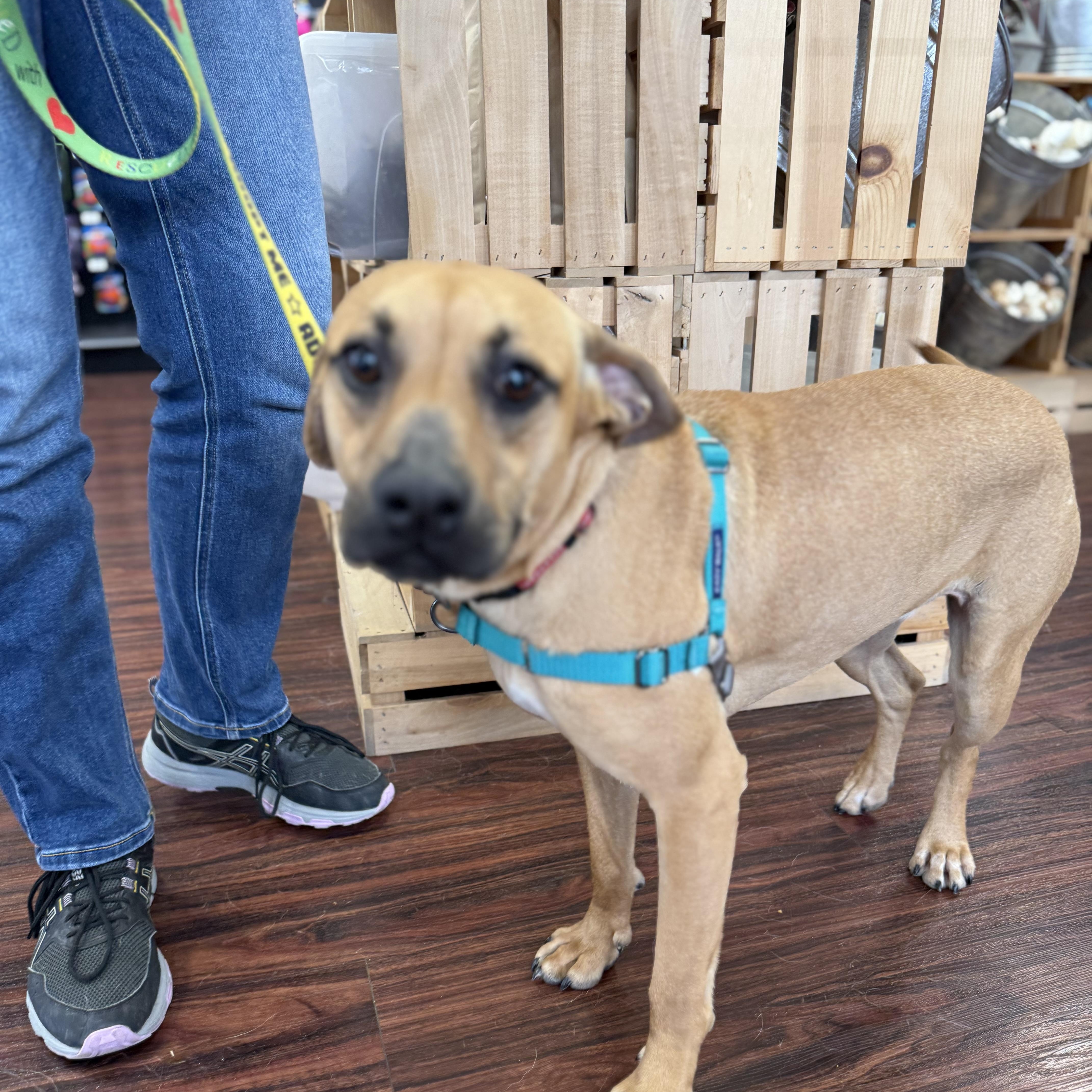 Lilly, an adopted mixed breed in Plano, TX image 5/5