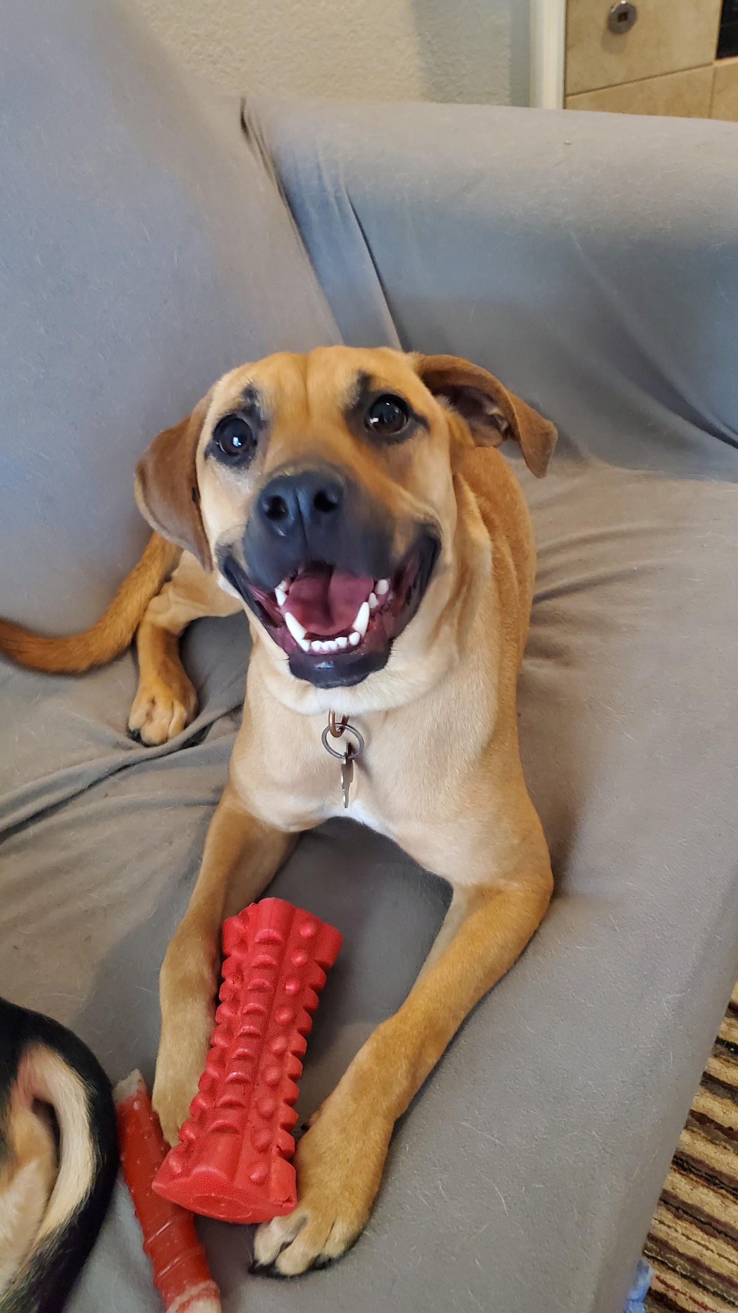 Lilly, Adoptable, Young Female Shepherd & Black Mouth Cur.