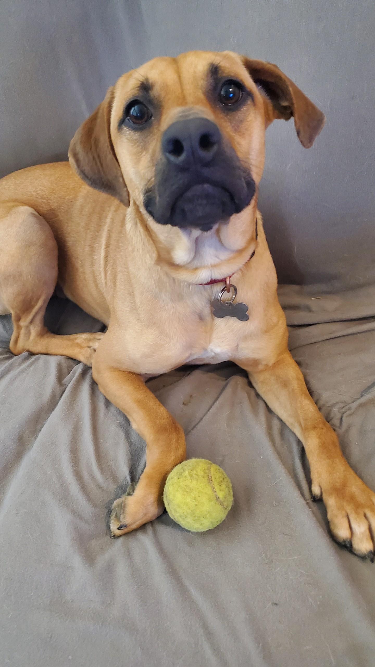 Lilly, an adopted mixed breed in Plano, TX image 4/5