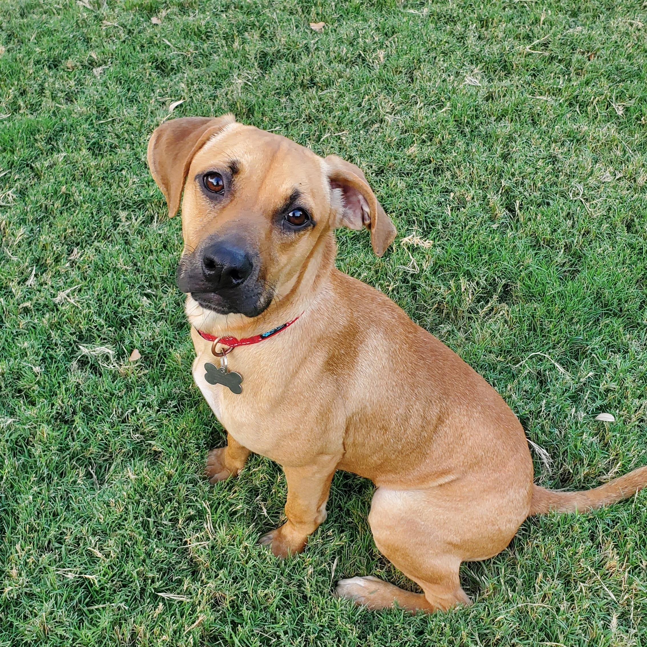 Lilly, Adoptable, Young Female Shepherd & Black Mouth Cur.