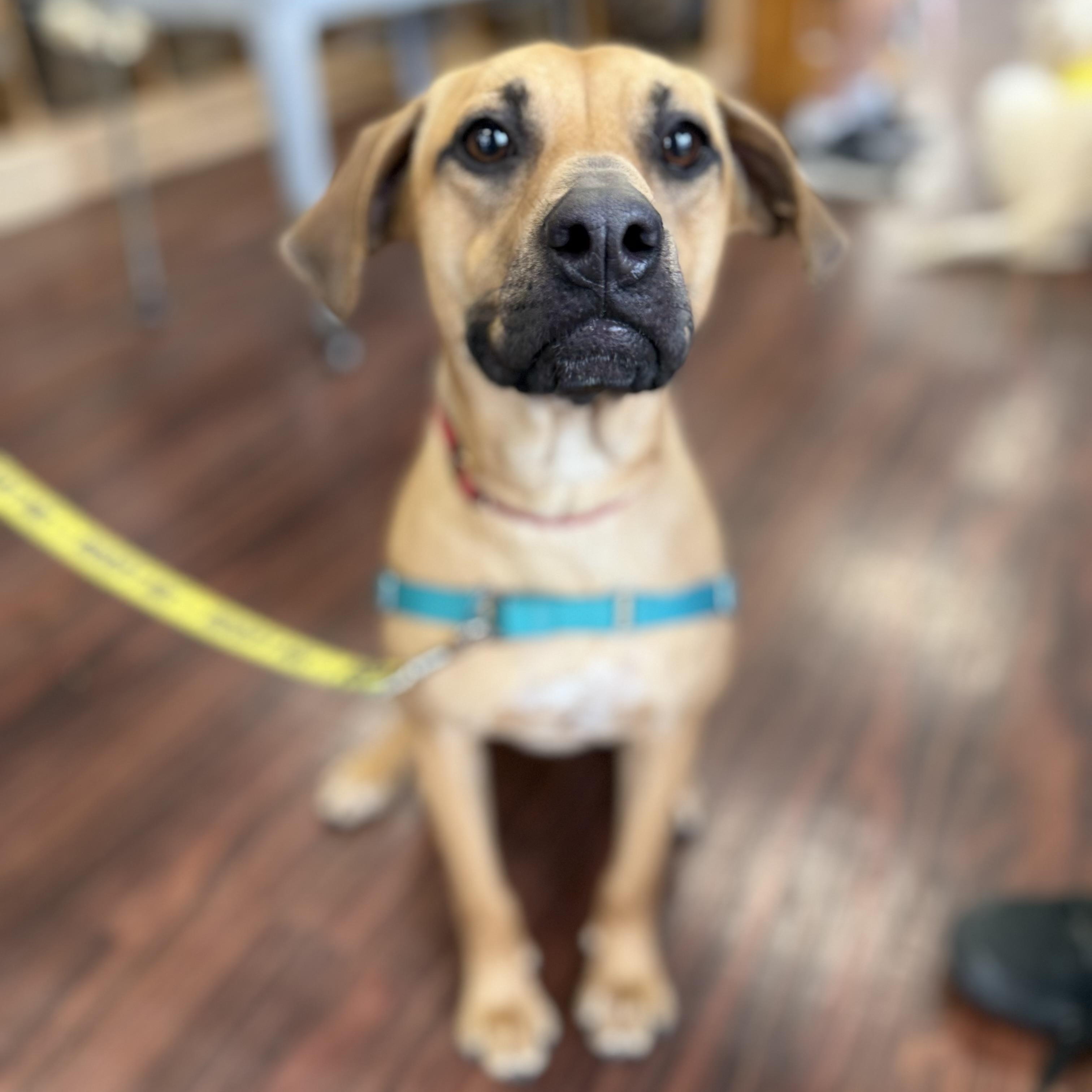 Lilly, an adopted mixed breed in Plano, TX image 1/5