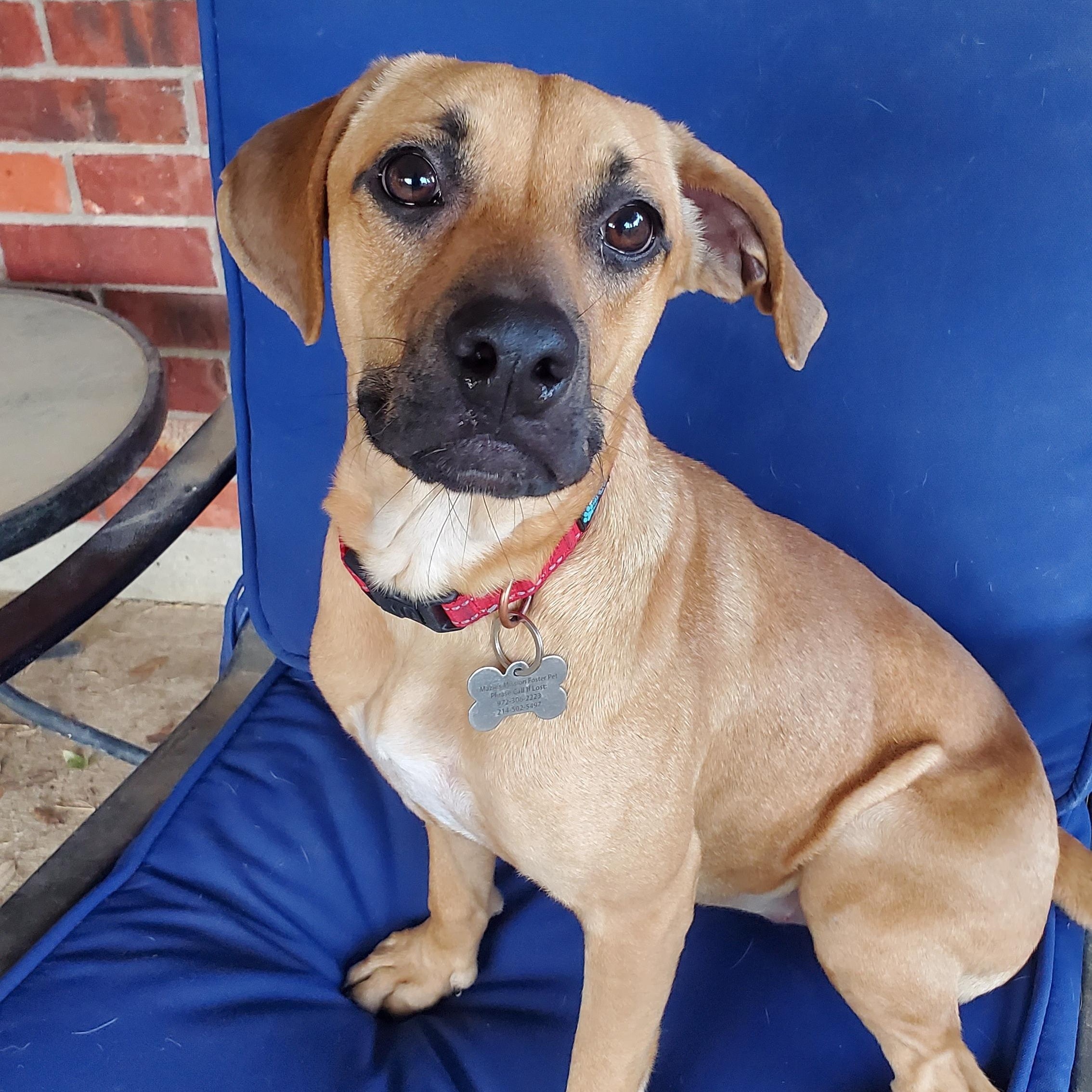 Enlarge Lilly, a Adoptable mixed breed in Plano, TX image 4/5