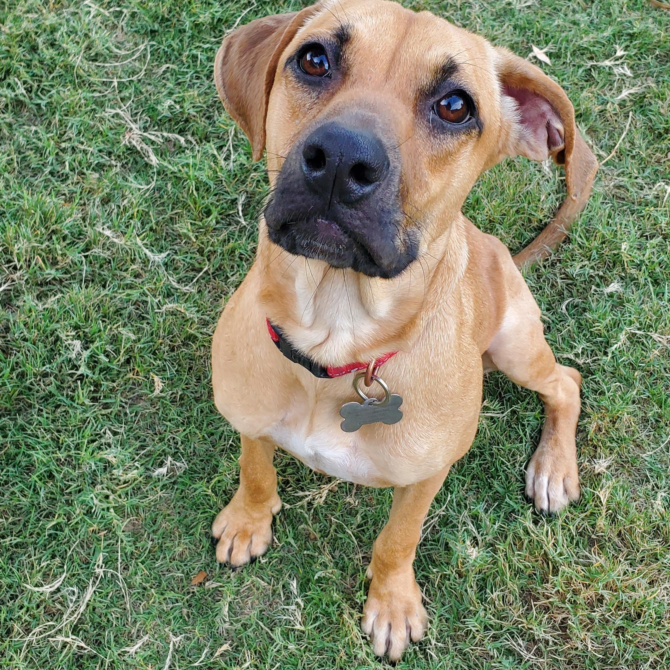 Enlarge Lilly, a Adoptable mixed breed in Plano, TX image 5/5