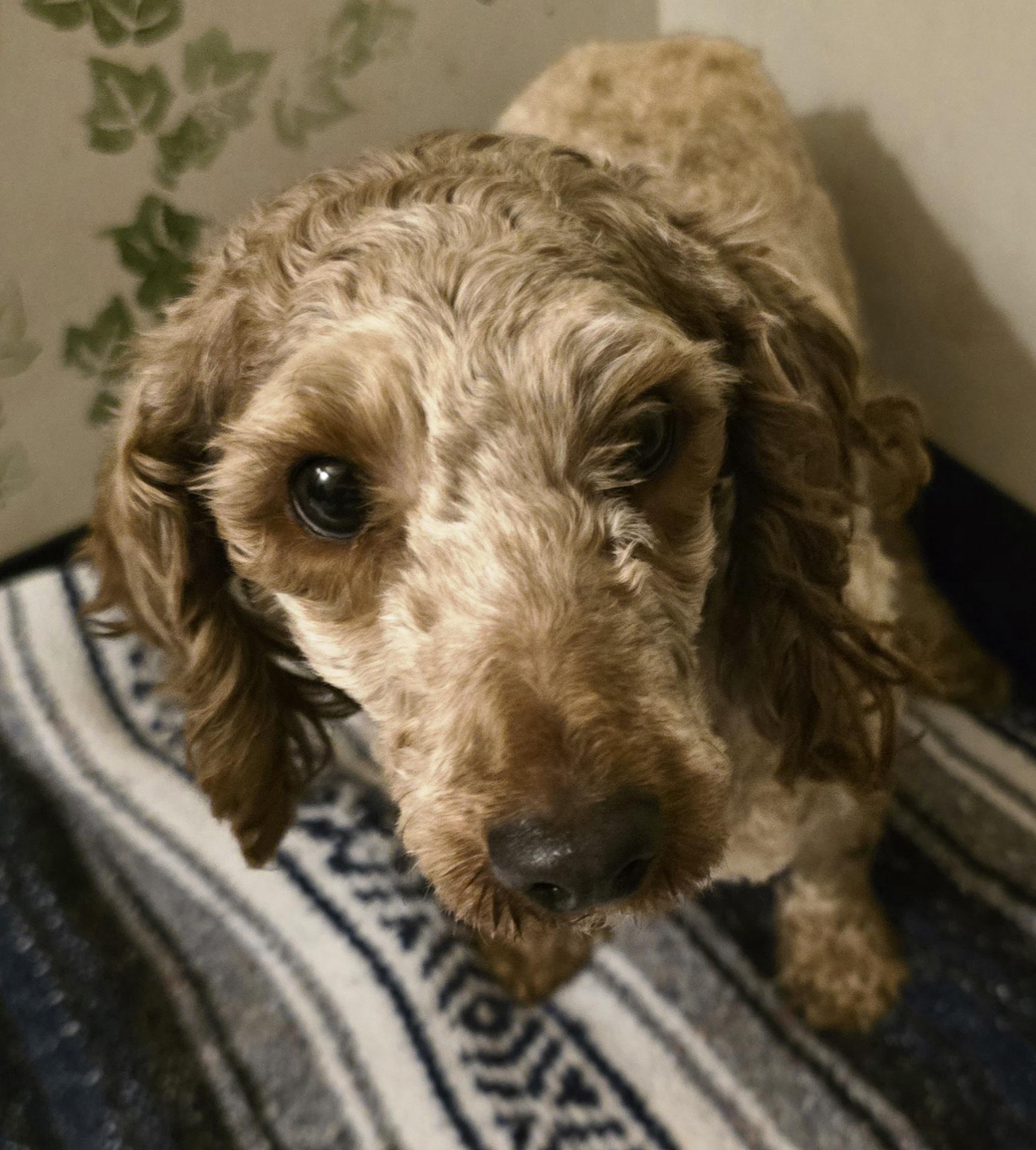 Enlarge Smootchie Red Lips, a ADOPTABLE Poodle (Toy) in LaGrange, IN image 3/6